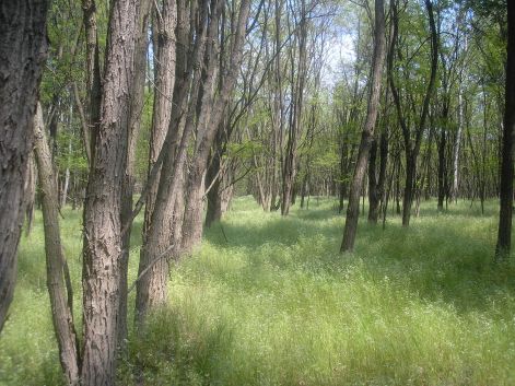 nevkartya_1.jpg